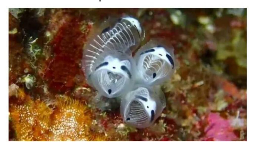 Skeleton Panda Sea Squirt
