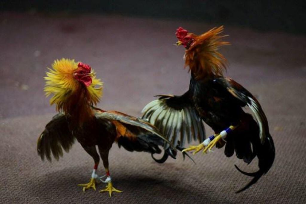 Sabung ayam. (Foto ilustrasi)