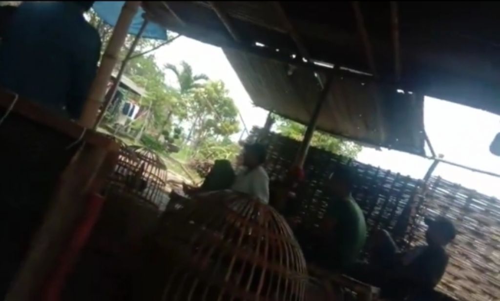 Arena sabung ayam 