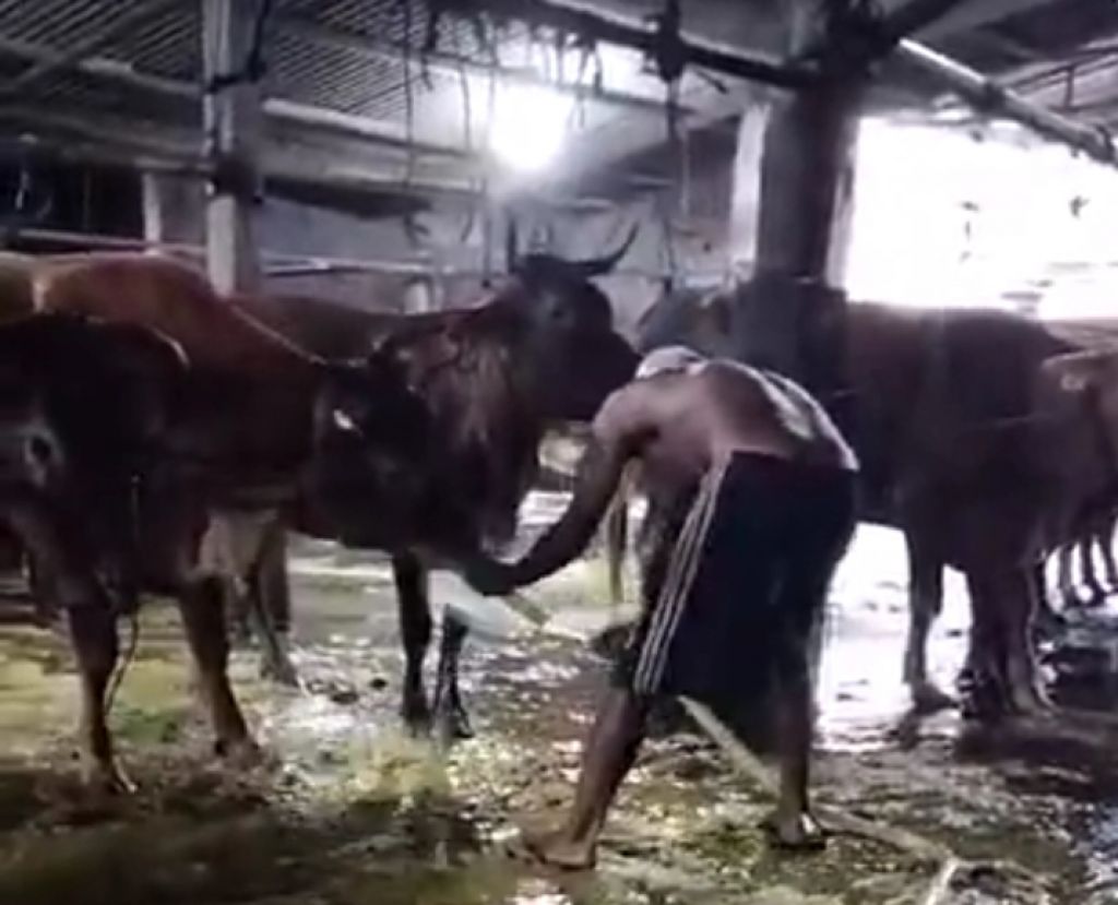 Sapi yang digelonggong di salah satu kandang di Krian