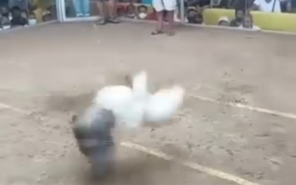 Sabung ayam