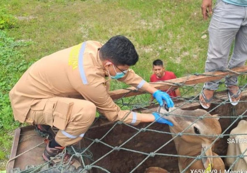 Penyemprotan disinfektan terhadap 75 ekor sapi potong