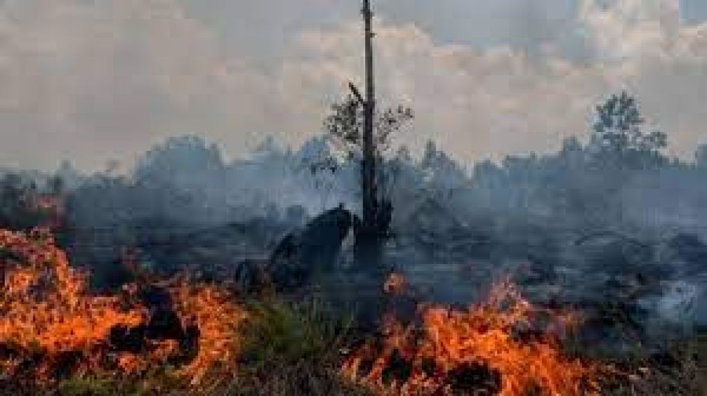 Kebakaran hutan dan lahan