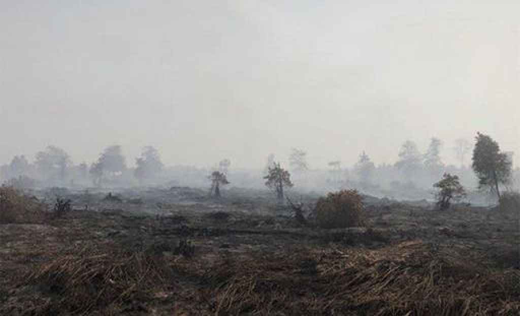 Karhutlan di lahan PT Kaswari Unggul