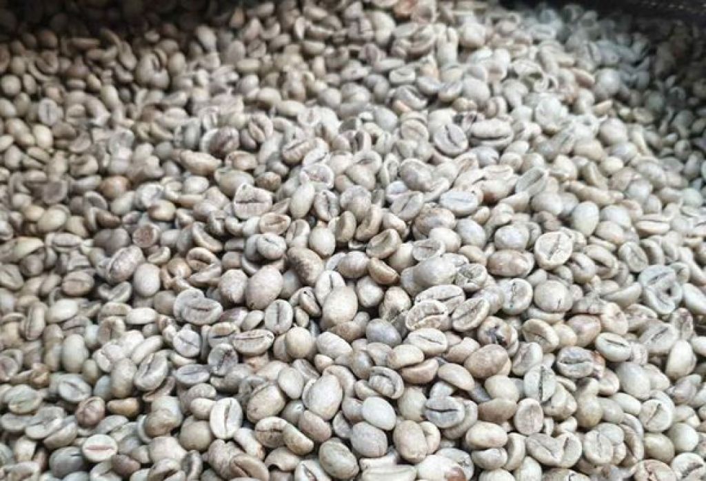 Kopi jenis robusta