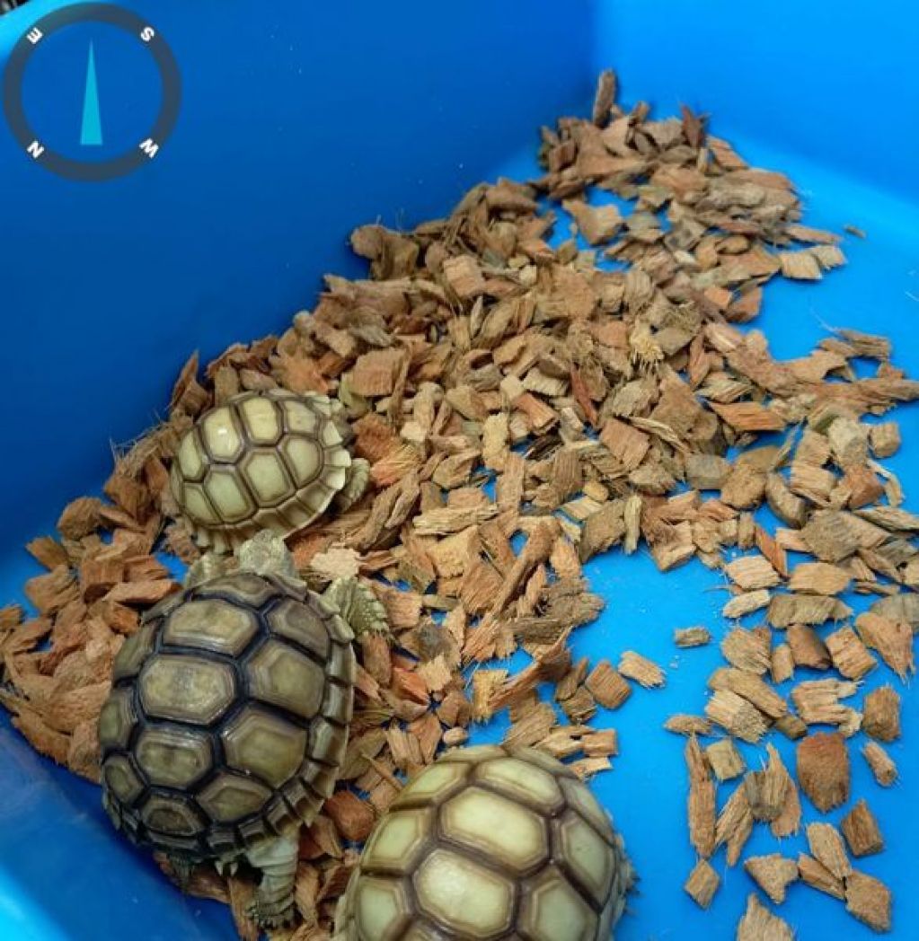 Kura - kura Sulcata
