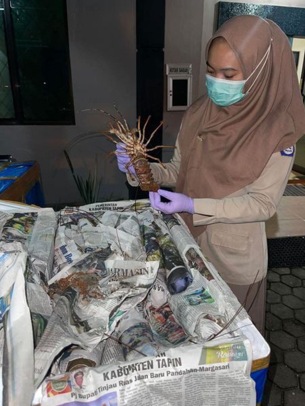 Pemeriksaan lobster di Badan Karantina
