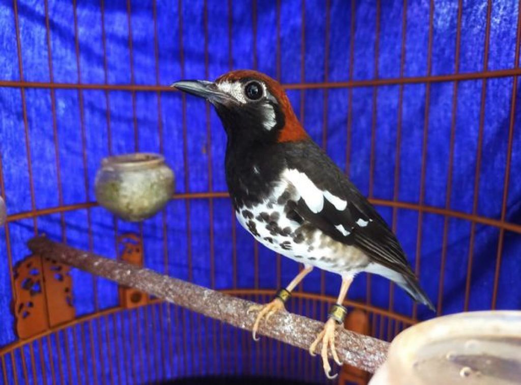 Burung Anis milik Ali