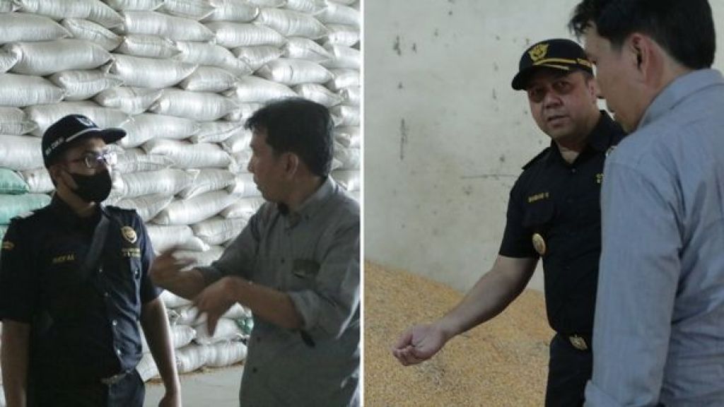 Pemusnahan jagung pipil
