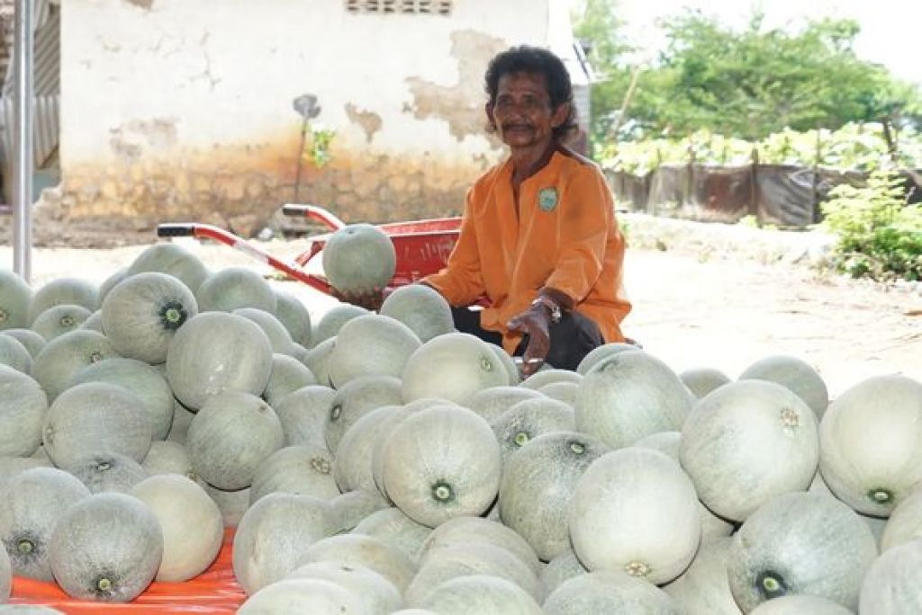 Petani melon Desa Tagungguh