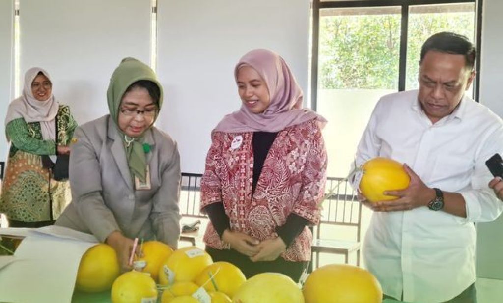 Kepala DKPP Surabaya panen golden melon