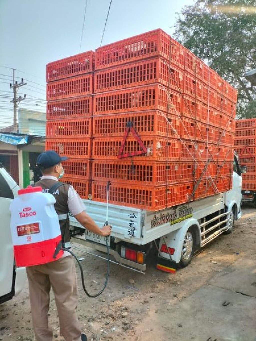 Petugas menyemprot pullet sebelum berangkat ke pelabuhan
