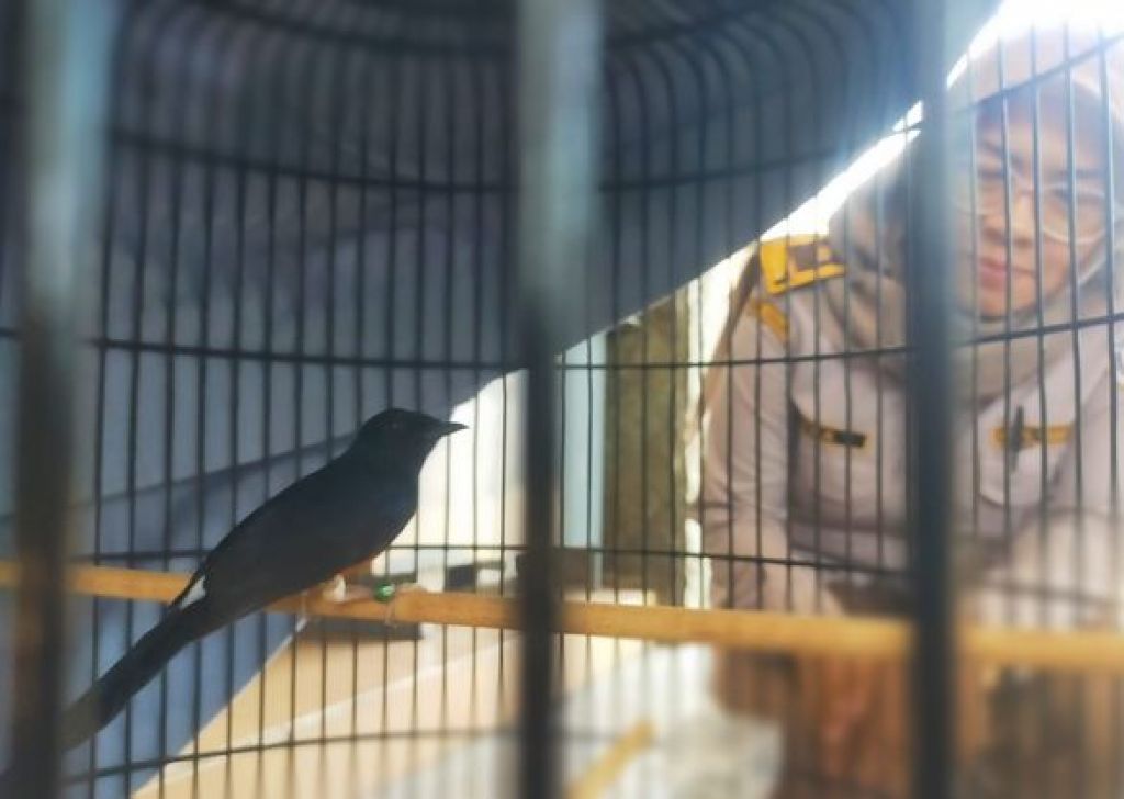 Samurai X, burung Murai Batu dari Lombok