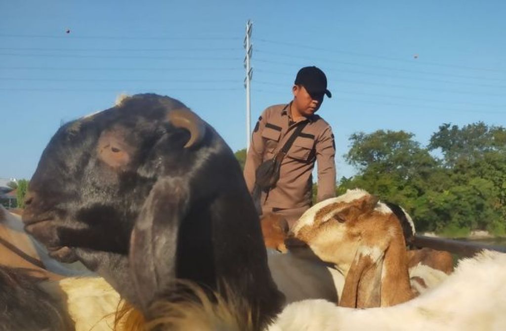 Sertifikat Kesehatan terhadap 800 ekor kambing potong