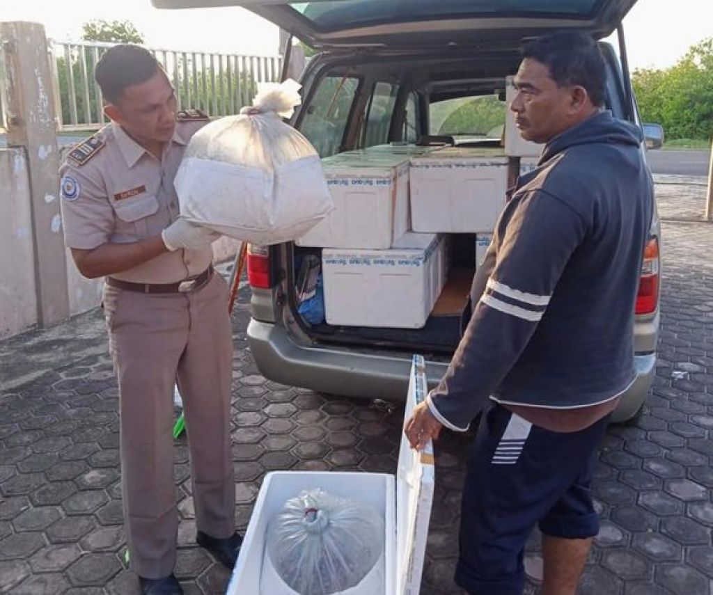 Sertifikasi terhadap 125 ekor atau sebanyak 10 koli induk udang windu