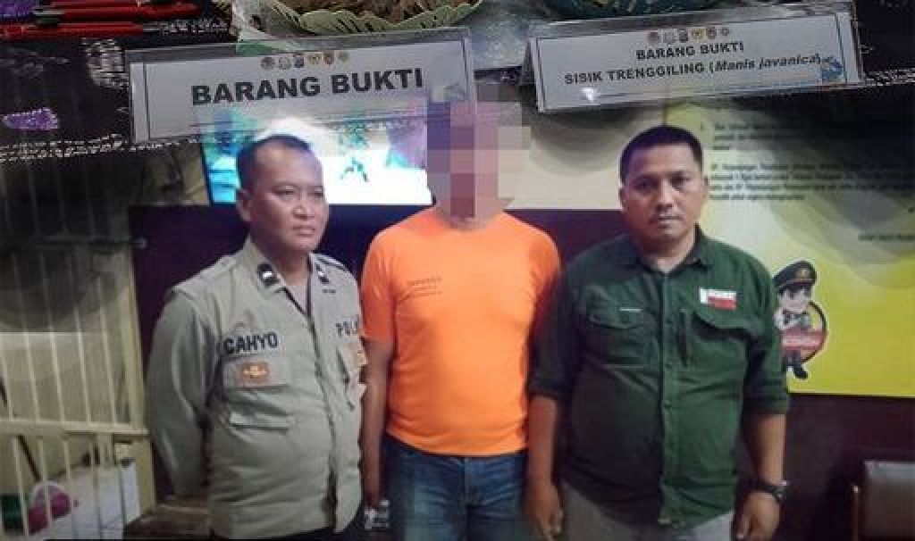 Tersangka penyelundupan sisik trenggiling