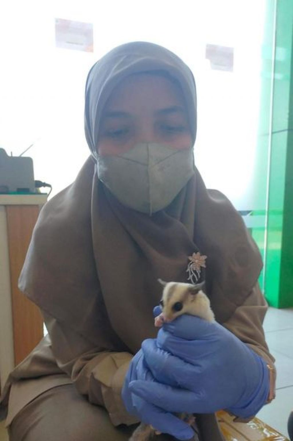 Sugar Glider