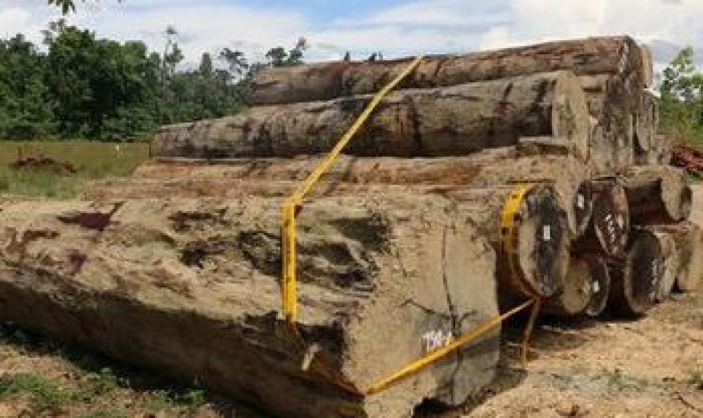 Pembongkaran kayu bulat