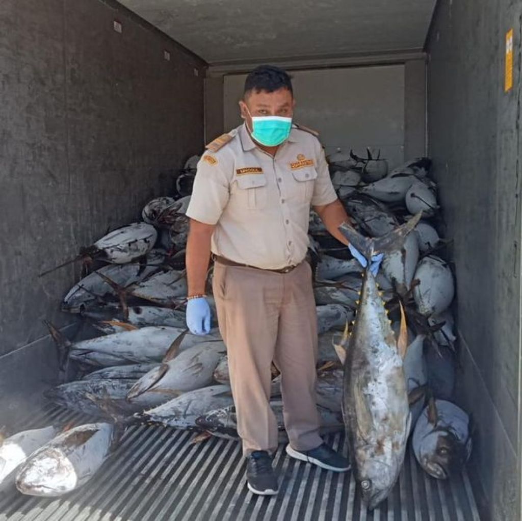 Pengiriman komoditas perikanan berupa 17,3 ton tuna beku 
