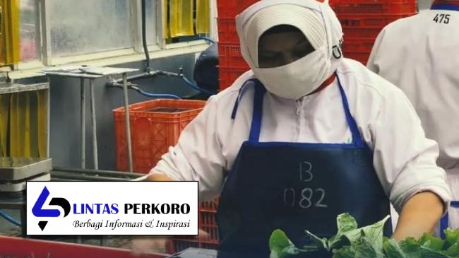 Java Agritech Product PT Java Agritech Ekspor 72 Ton Wasabi Produksi ke Jepang